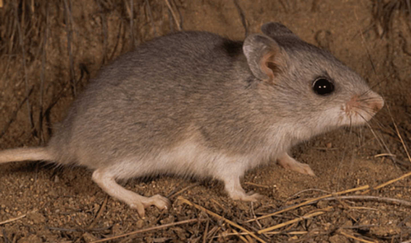<p>Name, habitat, range</p>