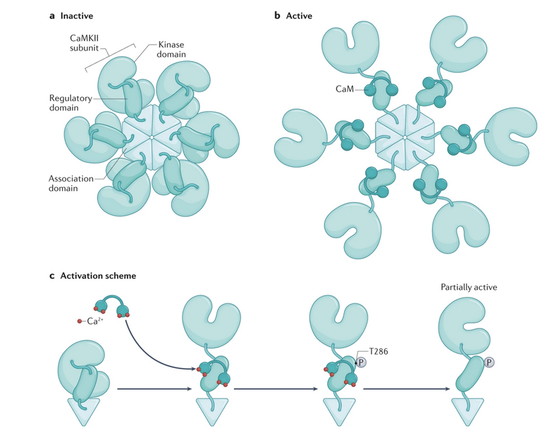 <p>Assembly of 12 kinase molecules held together (diagram there would be another group of 6 above or below)</p>