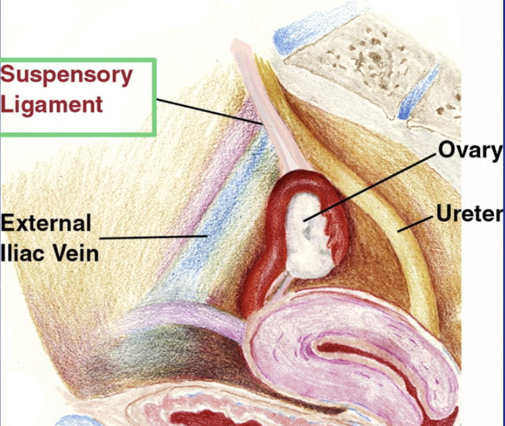 <ul><li><p>Fold of peritoneum</p></li><li><p><u>Connects</u> <span style="color: #0076ff">ovary</span> to <span style="color: #0076ff">pelvic wall</span></p><ul><li><p>Extends <span style="color: #f000ff">up </span>and <span style="color: #f000ff">over</span> the <span style="color: #0076ff">iliac vessels</span></p></li></ul></li></ul><p></p>