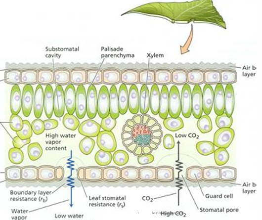 <p>Release energy held in chemical bonds by breaking down carbohydrates, producing carbon dioxide and water</p>