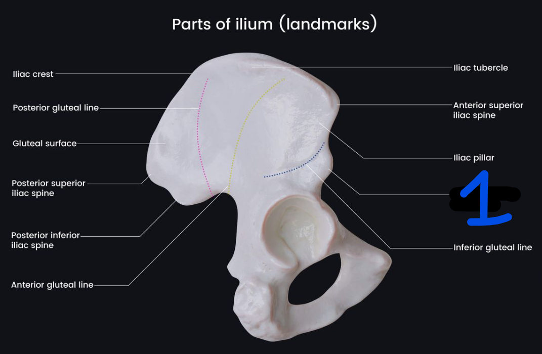 <p><span style="font-family: Arial, sans-serif">Name the bone marking found at 1</span></p>