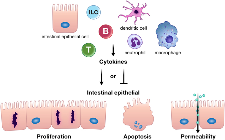 <p>Inflammatory cytokines damage mucosal cells and prevent absorption of nutrients and water.</p>