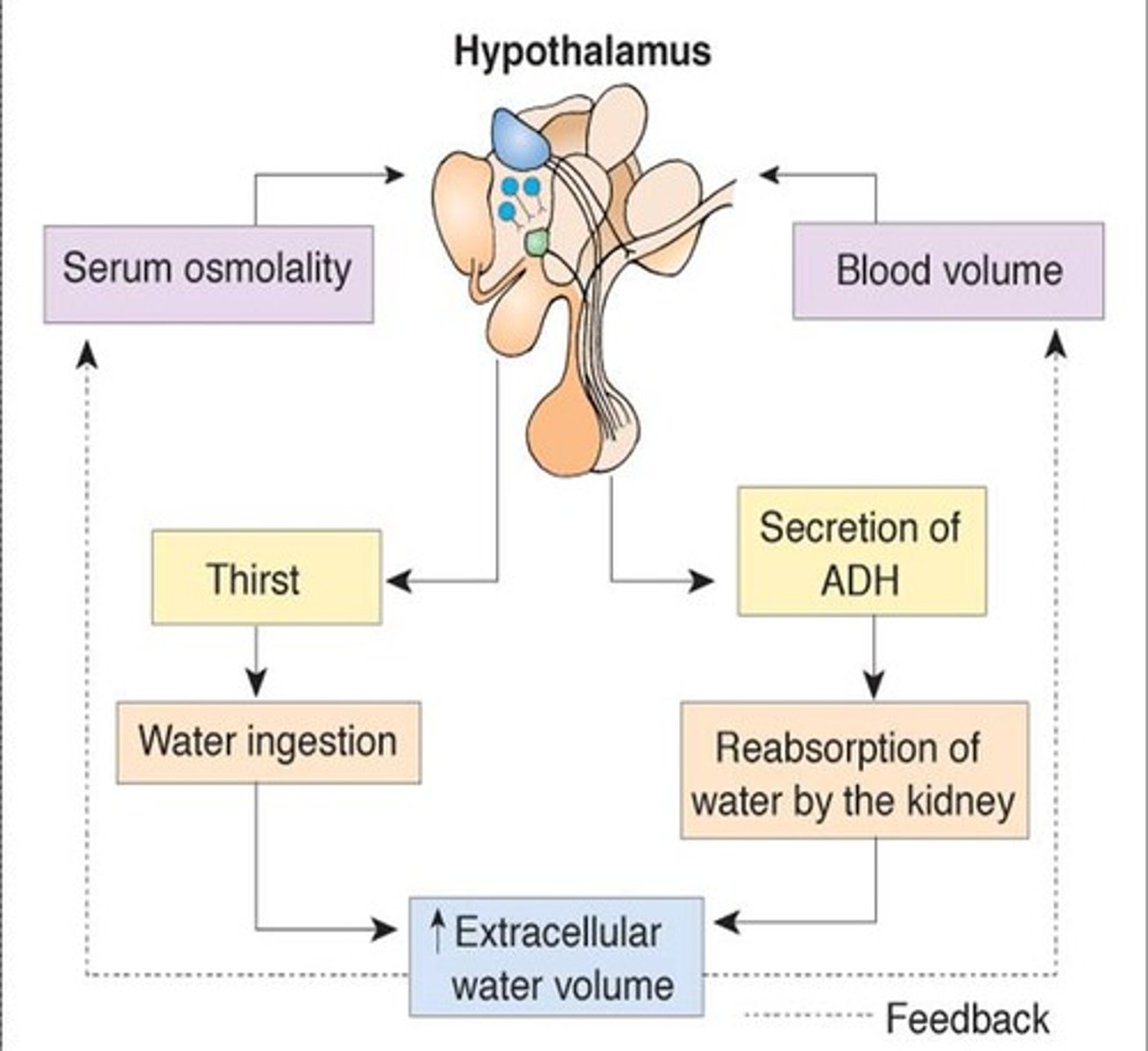 <p>1. ADH is synthesized in the hypothalamus and secreted via the posterior pituitary gland</p><p>2. ADH secretion stimulates renin in the kidneys (changing fluid vol), which is converted to inactive angiotensin I in the liver, and then active angiotensin II in the lungs. This causes vasoconstriction in the arterioles as well, maintaining perfusion and urine absorption.</p>