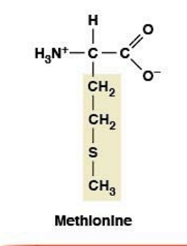 <ul><li><p><strong>Nonpolar, hydrophobic</strong></p></li><li><p><strong>R-group:</strong> sulfur-containing thioether</p></li><li><p><strong>Start codon (AUG)</strong> amino acid</p></li></ul><p></p>
