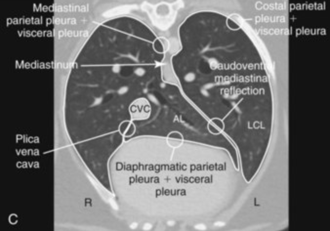 Dorsal to the caudal vena cava and medial to the plica vena cava