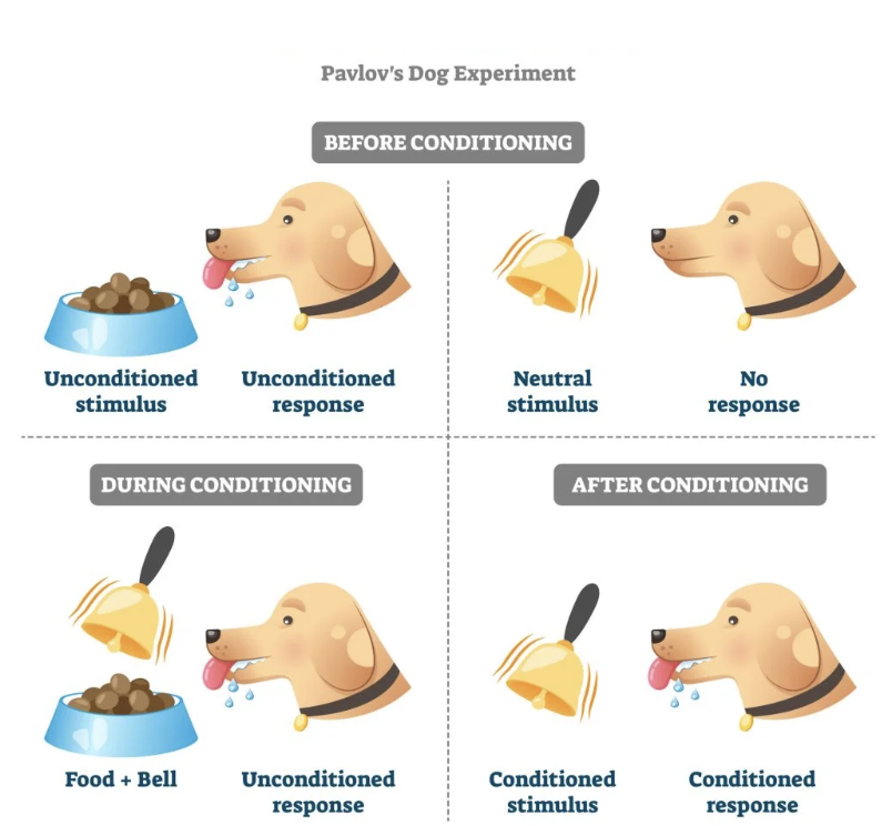 <p>Behaviorist, Russian physiologist, discovered <strong>classical conditioning</strong>. In his famous experiment, Pavlov’s dogs reflexively responded to food by salivating, but when the food became paired with the sound of a ringing bell, the dogs learned to salivate to the ringing bell, even without the food. This showed that behaviors could be learned through association.</p><p></p>