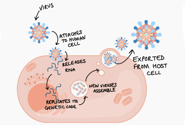 <p>they do not grow or divide; they replicate by assembling new viral particles inside a living host cell </p>