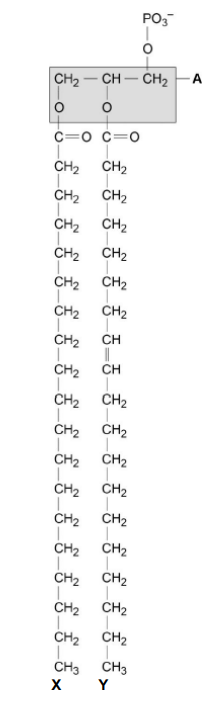 <p>The part of the phospholipid labelled A is formed from a particular molecule. Name this molecule. (1)&nbsp;</p>