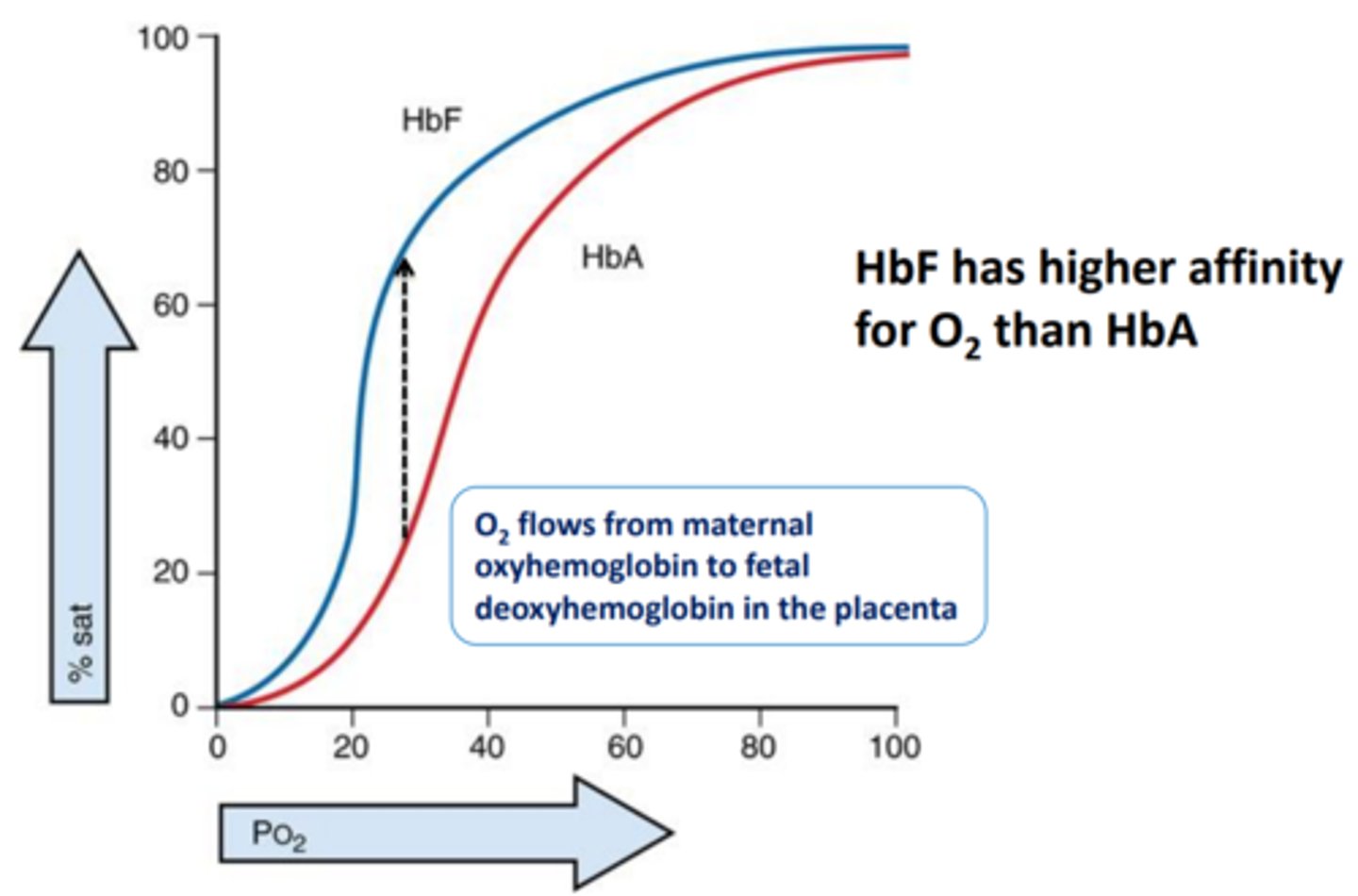 <p>a2y2 (2 alpha 2 gamma) → 90-95% blood before birth</p>
