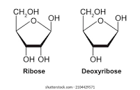 the carbon 2 hydroxyl group loses its oxygen, leaving a hydrogen atom 