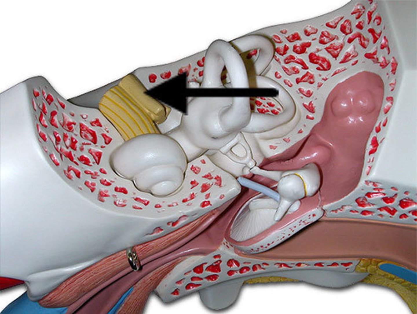 <p>Part of the auditory nerve. Controls balance</p>