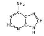 Purine nitrogenous base that pairs with Thymine in DNA