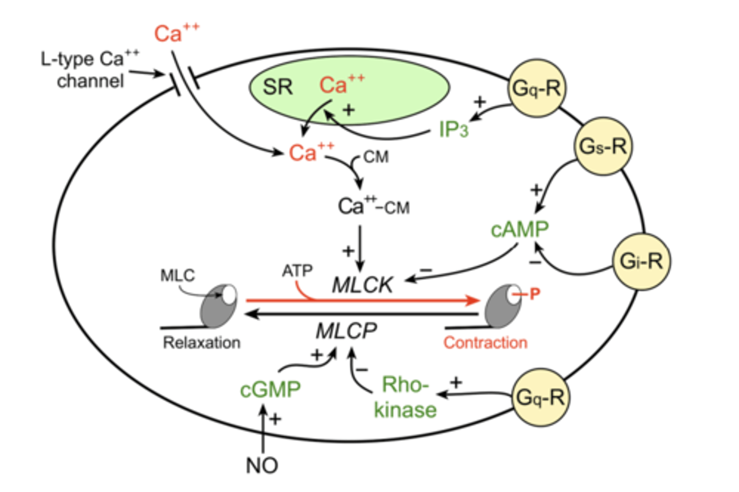 <p>different effects</p><p>(ex: vascular smooth muscle contraction and relaxation)</p><p>- Ca2+ --&gt; contraction</p><p>- NO ---&gt; relaxation</p>