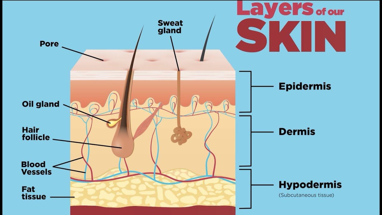 <ol><li><p>Epidermis</p></li><li><p>Dermis</p></li><li><p>Subcutaneous</p></li></ol>