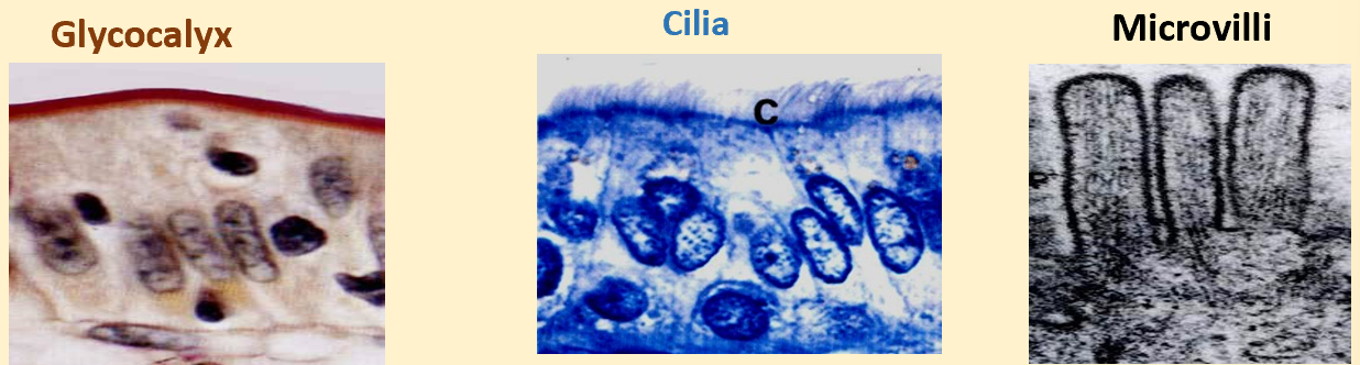 <p>-glycocalyx</p><p>-cilia</p><p>-microvilli&nbsp;</p>