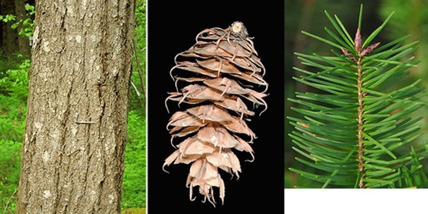 <p>pseudotsuga menziesii (pinaceae)</p>