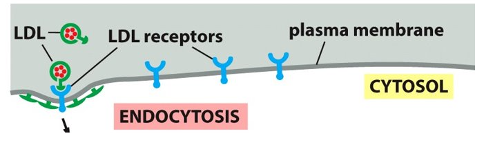 <p>receptor mediated endocytosis</p>