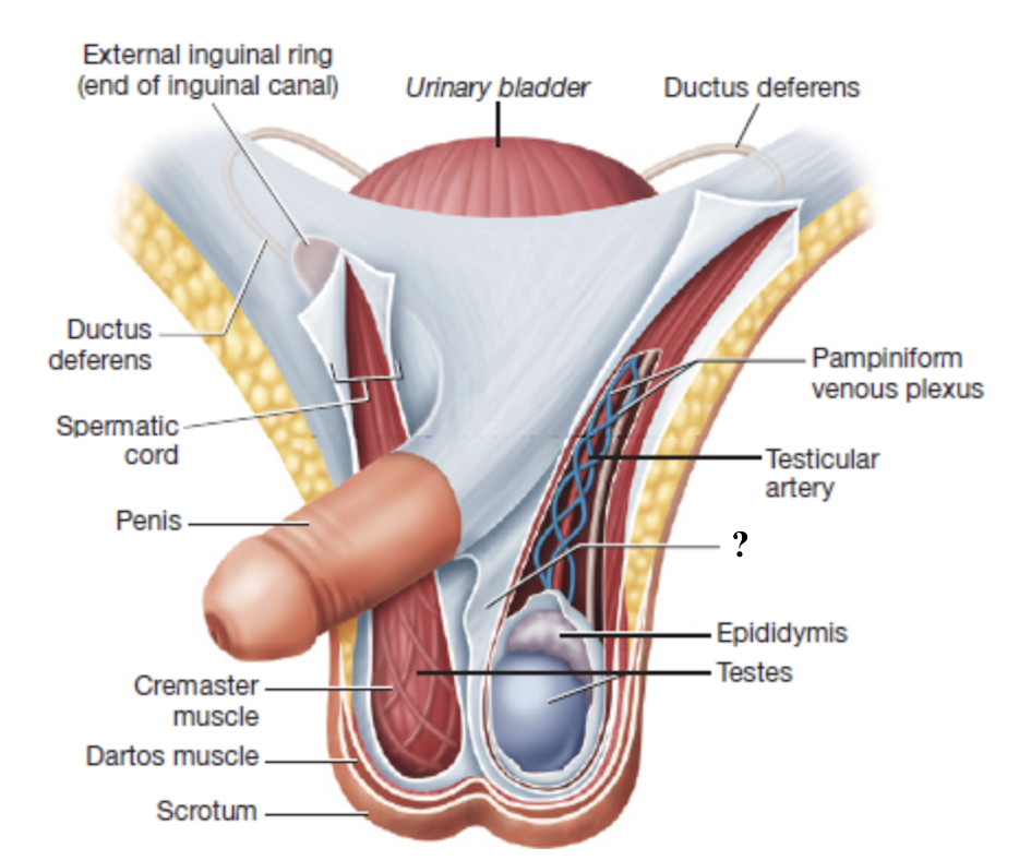 <p>runs along the midline to divide the scrotum into two chambers that each contain one testis</p>
