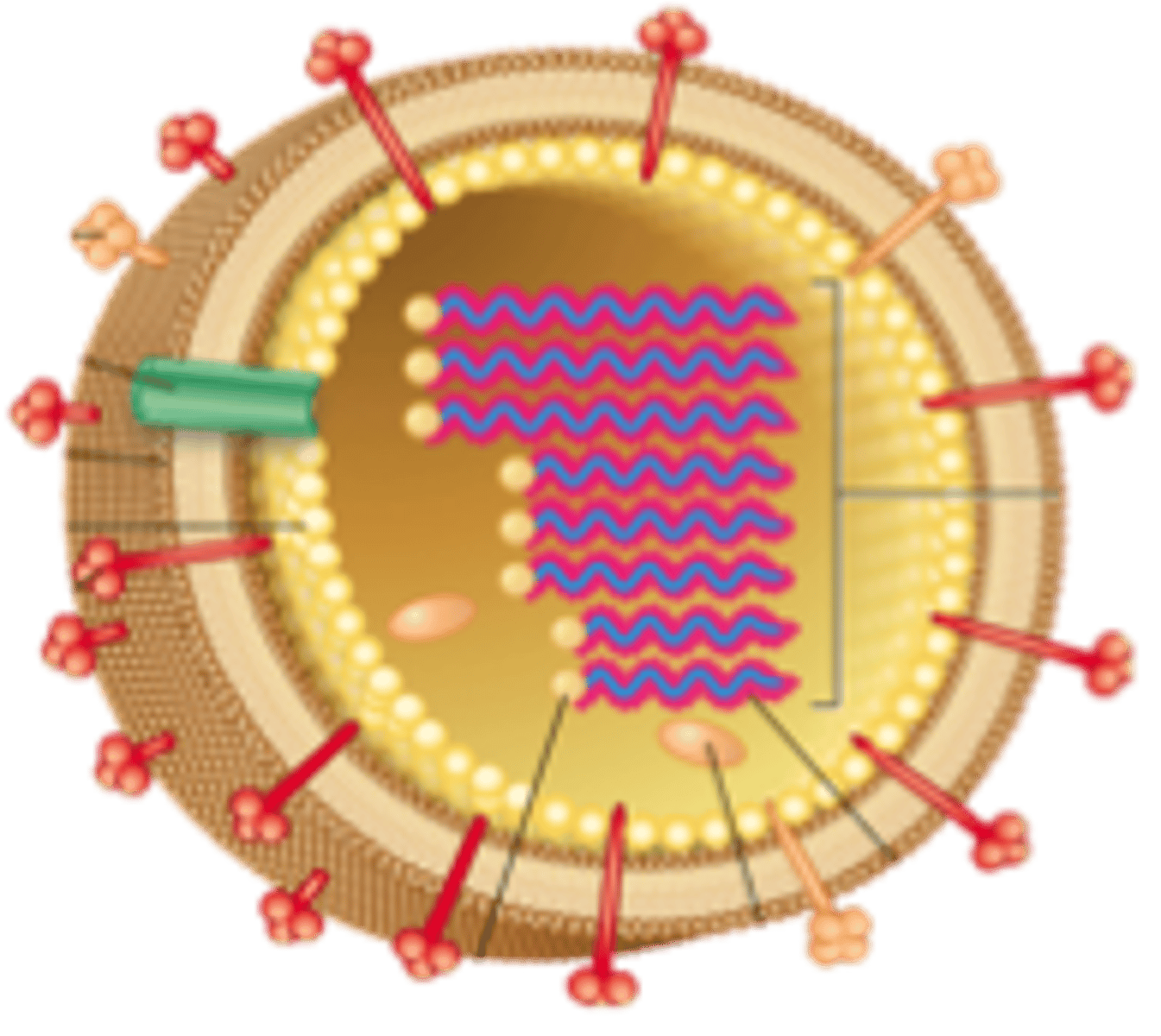 <p>A viral genome that is divided into several fragments, each usually coding for a single polypeptide (influenza, looking at you here)</p>