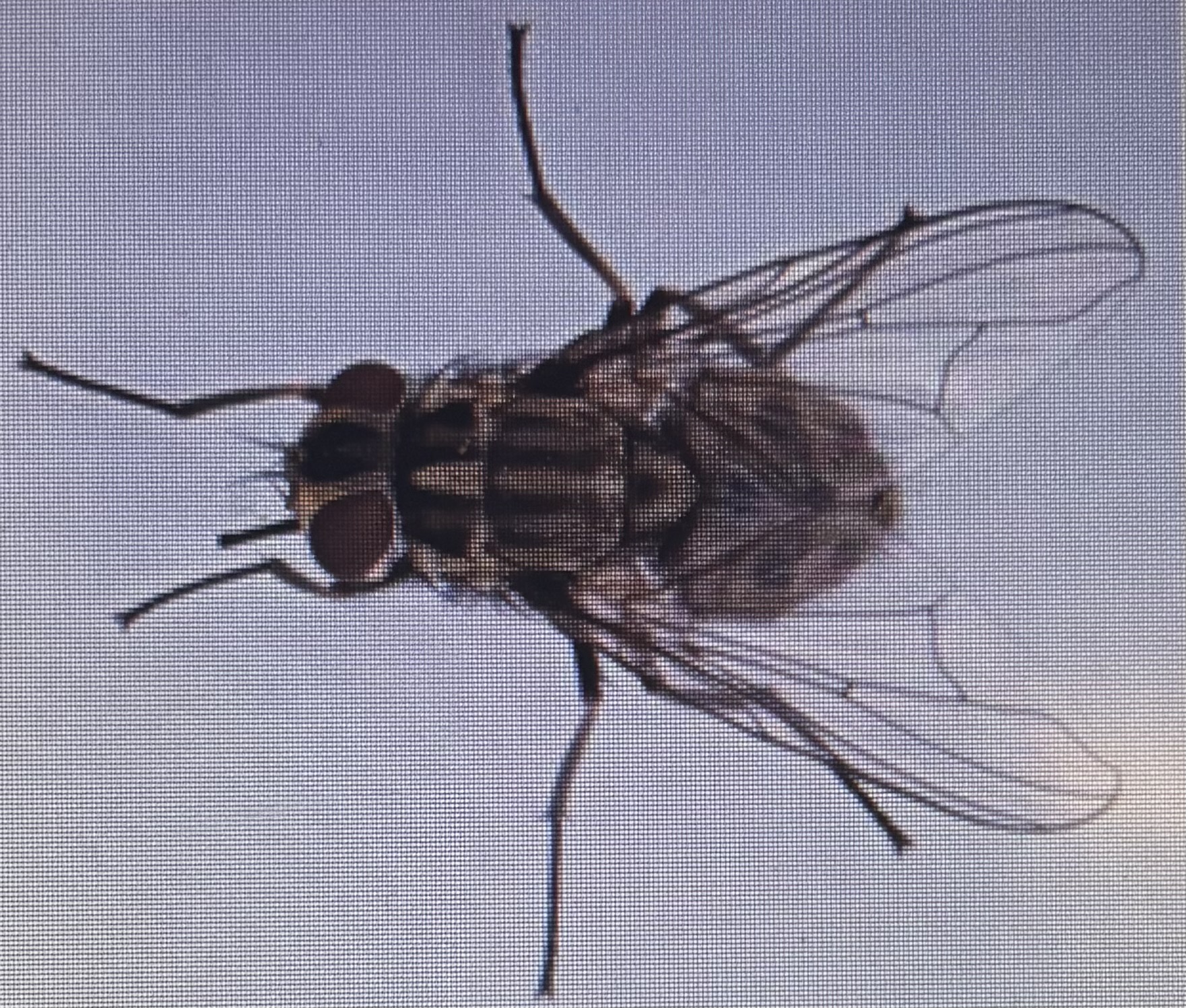 <p>Biting fly - muscid</p><p>Vector and intermediate host for anthrax in cattle, equine infectious anemia, equine stomach worm</p>