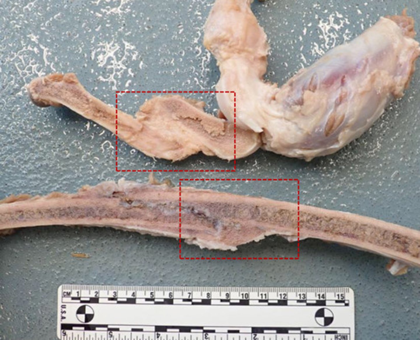 <p>Identify the pathology:</p>