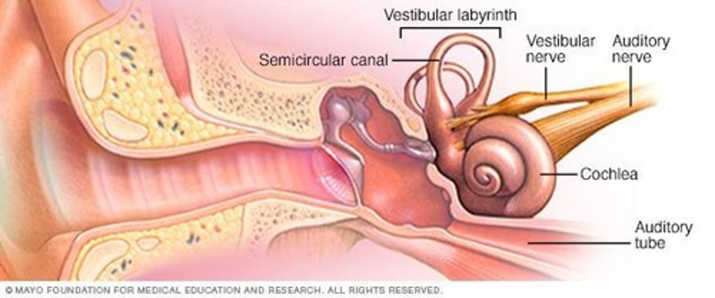 <p>The cochlea is the sensory organ for hearing, shaped like a spiral and containing fluid-filled chambers.</p>