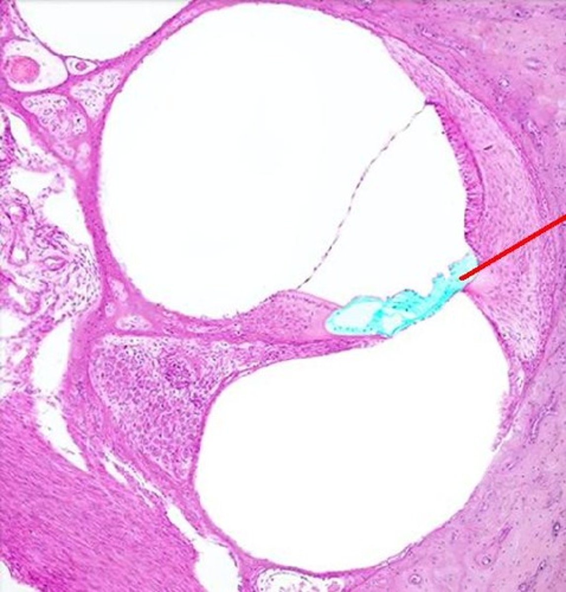 <p>tissue containing the hair cells necessary for hearing</p>
