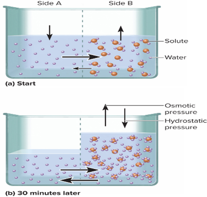 <p>Osmosis</p>