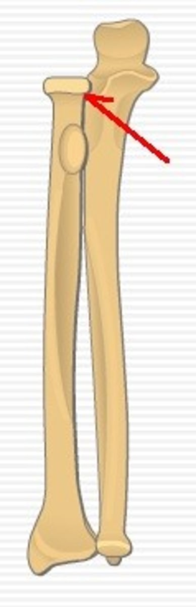 <p>where radius and ulna meet near elbow</p>