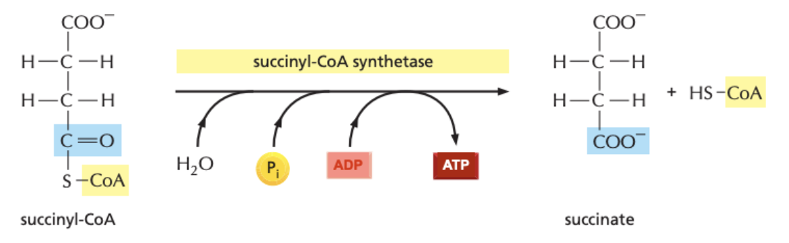 * succinyl-CoA synthetase catalyses the energetically favourable hydrolysis of the thioester bond and its replacement with a phosphodiester bond (using a phosphate from solution) forming succinyl phosphate
* the phosphate group is then transferred to ADP to form ATP (substrate level phosphorylation)