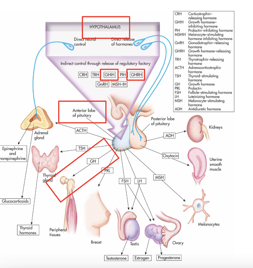 <p>Hypothalamus released GHRH (stimulates GH release) and GHIH (inhibits GH release)</p><p>These act on the adenohypophysis with secretes GH </p><p>GH acts on target tissues </p>