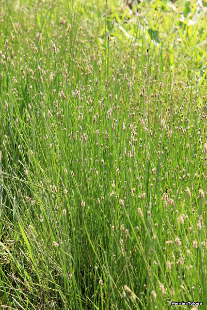 Family: Cyperaceae

SN: Eleocharis montana
