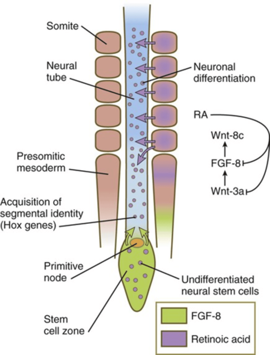<p>a region in the brain that contains bipotent neuromesodermal progenitors. created by regression of hensens node</p>