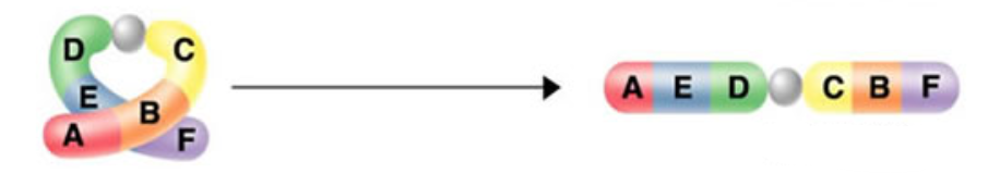 <p>inversion</p>