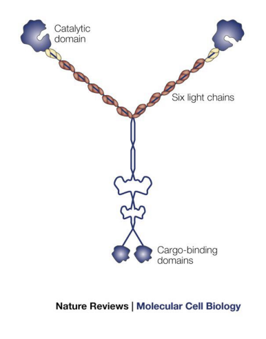 <p>2 heads like Myosin II and has very long “neck” region (can make long strides on actin without letting go).</p><p></p><p>Functions in intracellular transport = head binds actin, tail binds vesicles/cargo, uses ATP to move cargo to (+) end.</p>