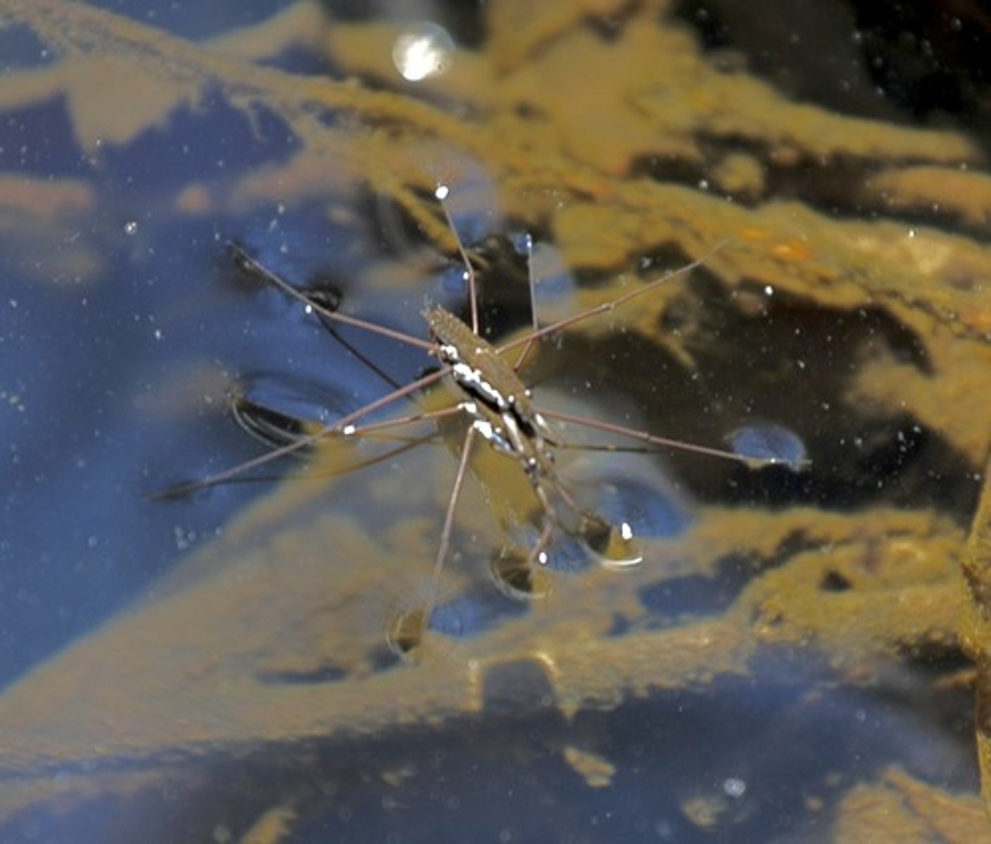 <p>the uneven forces acting on the particles on the surface of a liquid</p>