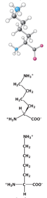 <p>Highly basic R-group (pKa = ~11-12)</p>