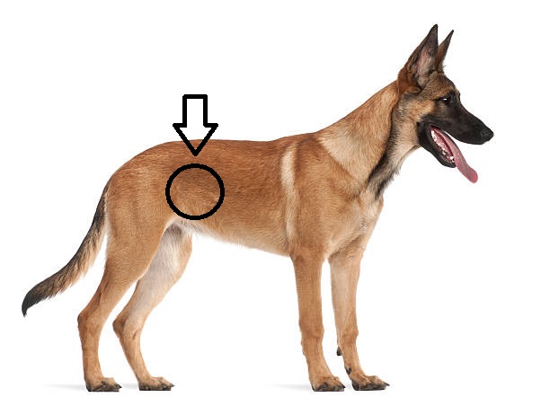 <p>What type of injection is given in the flank?</p>