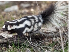 <p>Genus,species,habitat?</p>