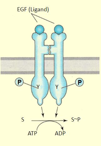 <p>ligand regulated enzymes </p>