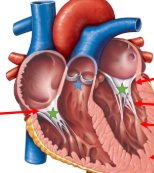 <p>Blue star is Semi Luminar Valves (aortic and pulmonary)&nbsp;</p>