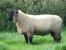 <p>A black-faced sheep with a large, muscular body type that grows rapidly</p>