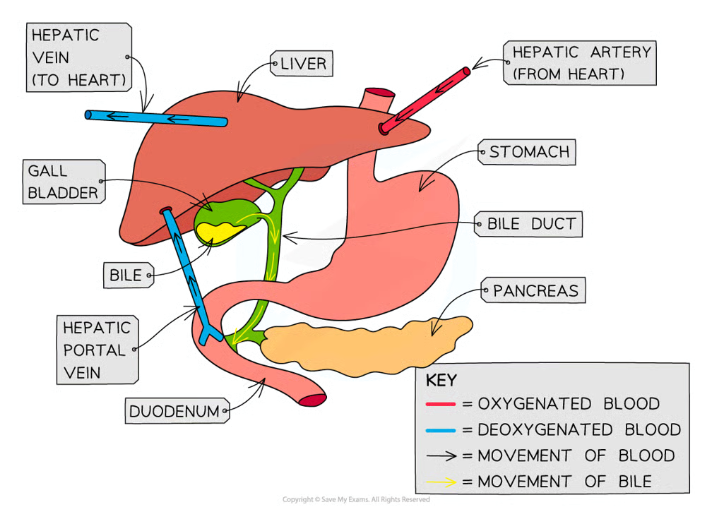 <ul><li><p>The liver receives <strong>oxygenated</strong> blood from the <strong>heart </strong>via the <strong>hepatic artery</strong>, and the <strong>deoxygenated </strong>blood returns via the <strong>hepatic vein</strong></p></li><li><p>It also receives <strong>blood</strong> from the <strong>duodenum</strong> (small intestine) via the <strong>hepatic portal vein</strong>, so it can use the reabsorbed nutrients</p></li><li><p>It is connected to the <strong>gall bladder</strong>, which stores the <strong>bile</strong> the liver produces, then secretes it into the <strong>bile duct </strong>to the <strong>duodenum</strong></p></li></ul><p></p>