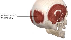 <p>Pulls the scalp posteriorly, located at the back of the head.</p>