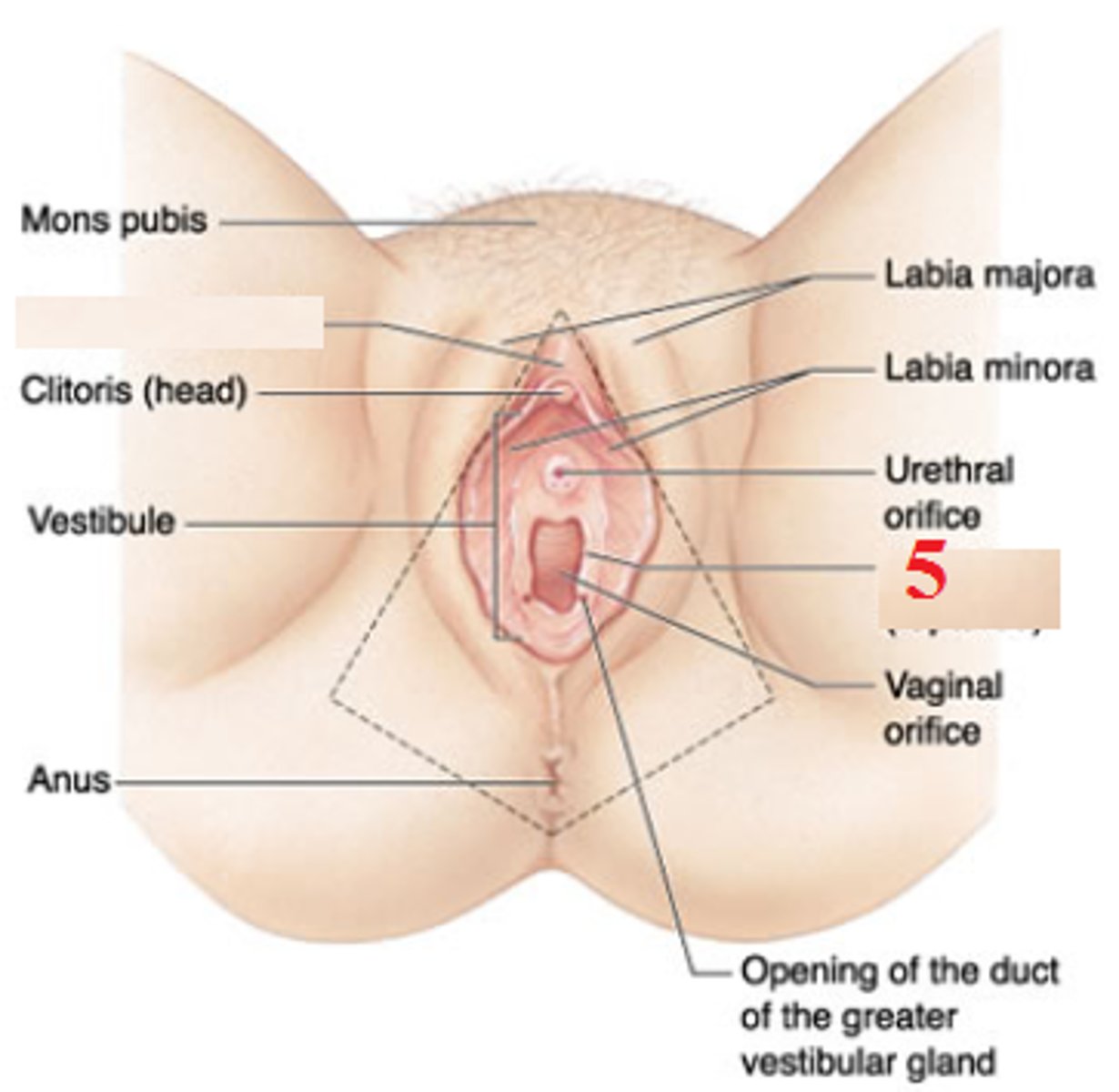 <p>mucous membrane partially or completely covering the opening to the vagina</p>