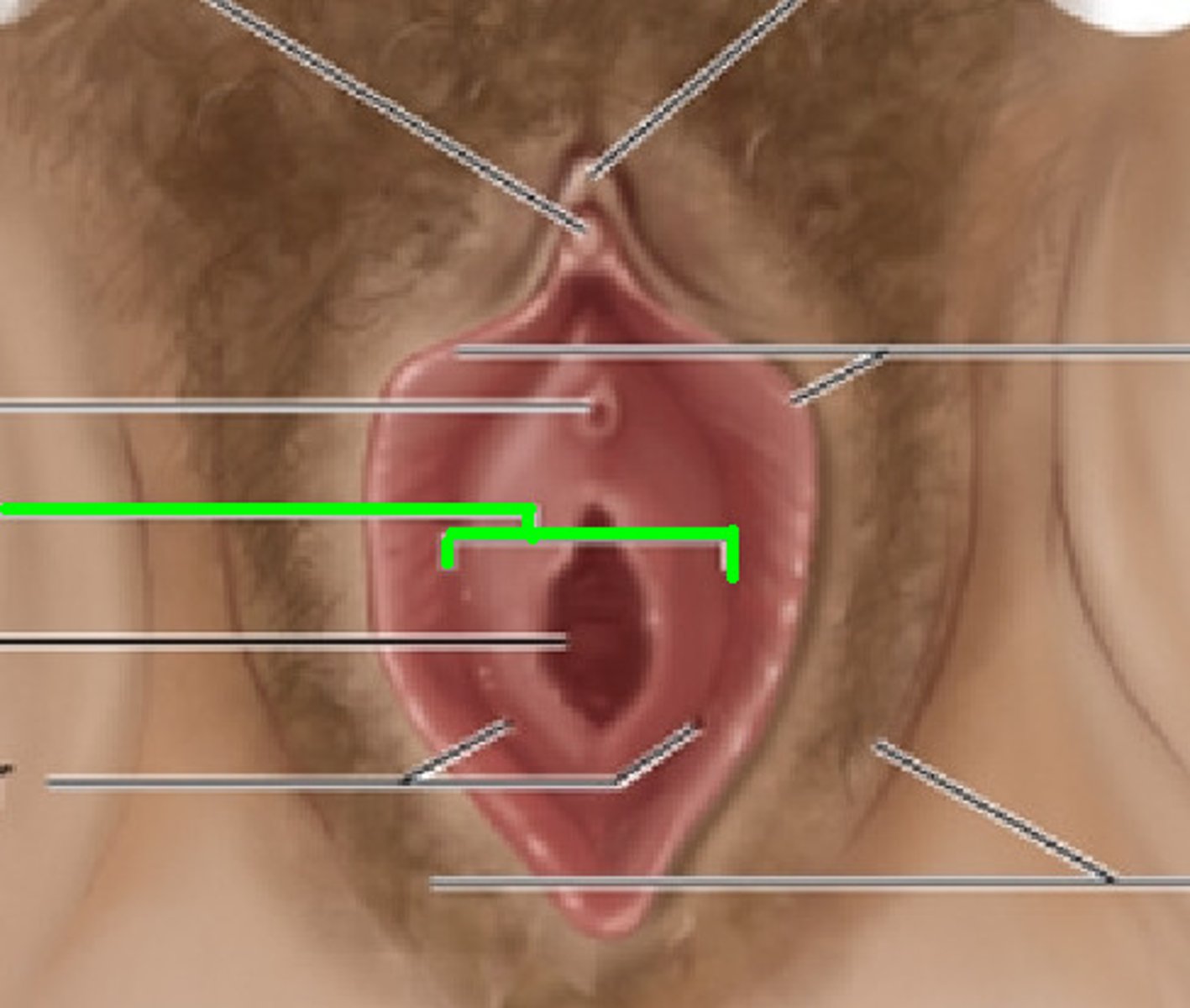 <p>skin covering the bulbus area</p>