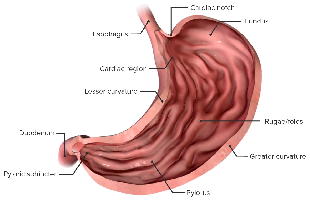 <p>the prominent, wrinkled folds of the inner lining of the stomach, which flatten out when the stomach expands after a meal</p>