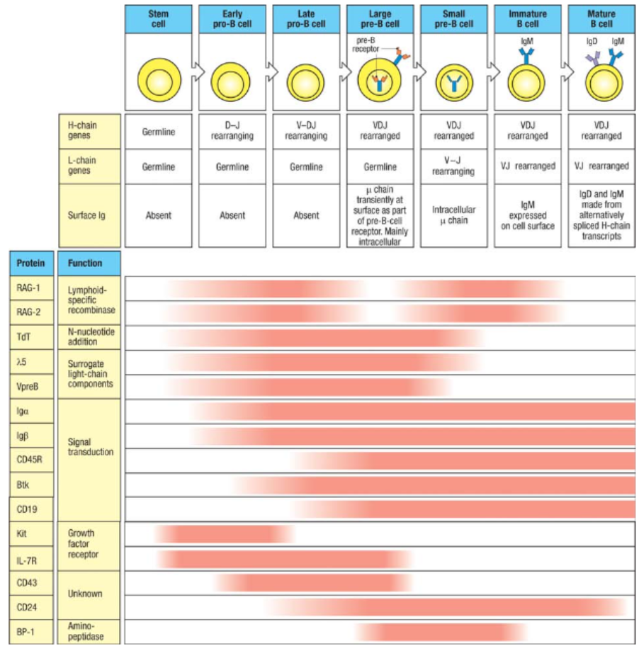 <p>B cell development progresses through distinct stages, each regulated by specific transcription factors:</p><ul><li><p><strong>Early Pro-B Cell Stage:</strong> Heavy chain D-to-J joining begins. Regulated by transcription factors <strong>E2A</strong> and <strong>EBF</strong>, which activate <strong>RAG-1</strong> and <strong>RAG-2</strong> for initiating V(D)J recombination.</p></li><li><p><strong>Late Pro-B Cell Stage:</strong> V-to-DJ joining occurs. <strong>PAX5</strong> is activated by E2A and EBF, committing cells to the B cell lineage by inducing expression of <strong>CD19</strong>, <strong>Igα</strong>, and <strong>BLNK</strong>.</p></li><li><p><strong>Large Pre-B Cell Stage:</strong> Expresses the pre-B cell receptor with the successfully rearranged heavy chain paired with surrogate light chains, which signals for cell proliferation.</p></li><li><p><strong>Small Pre-B Cell Stage:</strong> RAG proteins are re-expressed, allowing light chain gene rearrangement, while the surrogate chain expression ceases.</p></li><li><p><strong>Immature B Cell Stage:</strong> A complete IgM molecule is expressed on the cell surface, signaling readiness for antigen interaction.</p></li><li><p><strong>Mature B Cell Stage:</strong> Achieved after migrating to the spleen, where cells express both IgM and IgD, completing their differentiation.</p></li></ul><p></p>