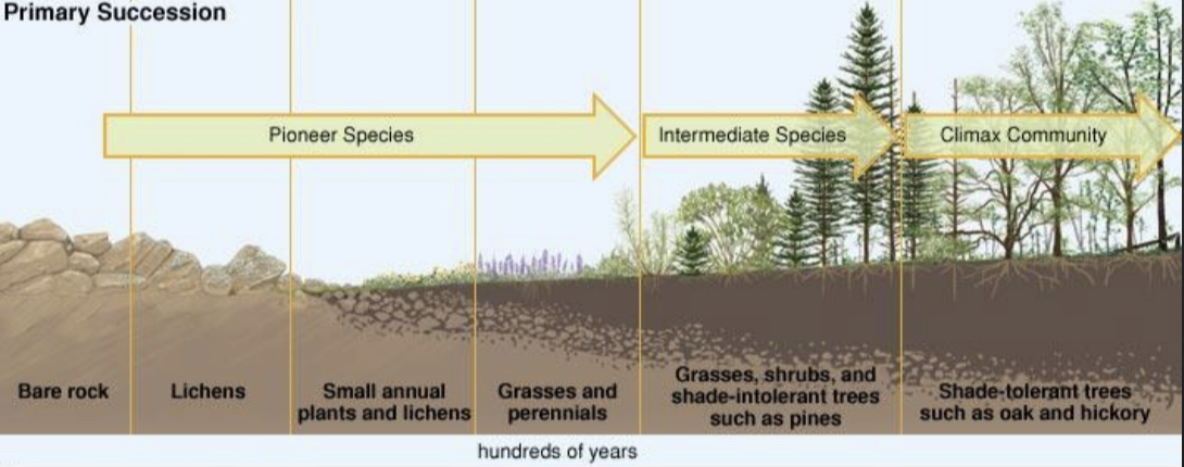 Begins with a pioneer species in an environment where life is not already present( lava islands, glaciers…etc)