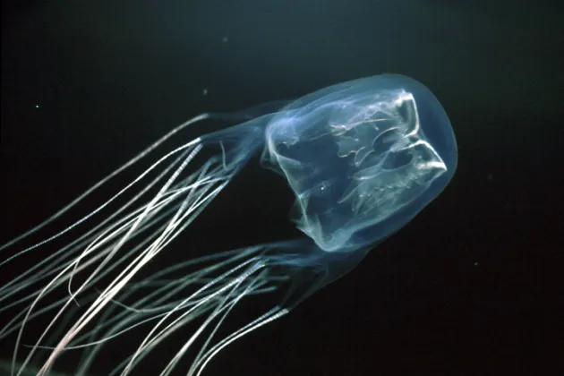 <p>Box jellyfish (<em>Chironex</em> <em>flickeri</em>)</p>